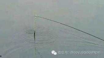 中鱼漂相视频,揭秘钓鱼高手技巧