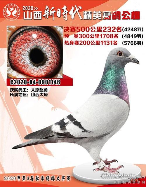 信鸽公棚比赛视频