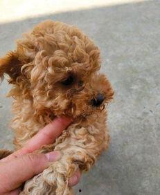 泰迪狗下崽视频,泰迪狗欢乐下崽全过程